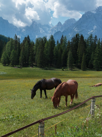 Black Horse Pasturing in Grazing Lands: Italian Dolomites Alps Scenery near Misurina Lakeの写真素材