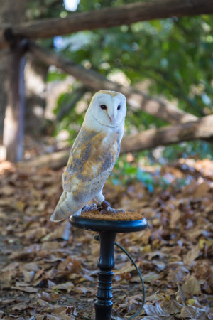 Close-up of White Common Barn Owlの写真素材