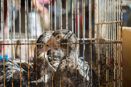 Ducks in Cage sell at Food Marketの写真素材