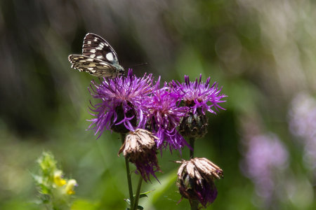 Beautiful Butterfly on Violet Rhaponticumの写真素材