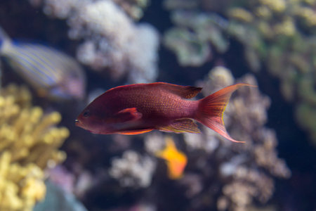 Beautiful Red Sea Goldie Fish, Pseudanthias Squamipinni inside Aquarium