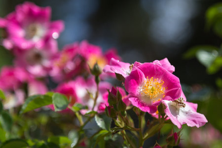 Pink Roses in the Garden: Kirsten Klein Rose