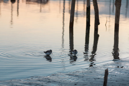 Wooden Poles and Birds at Sunset: Reflection in Waterの写真素材