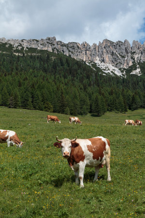 Brown and White Cows Pasturing in Grazing Lands: Italian Dolomites Alps Sceneryの写真素材