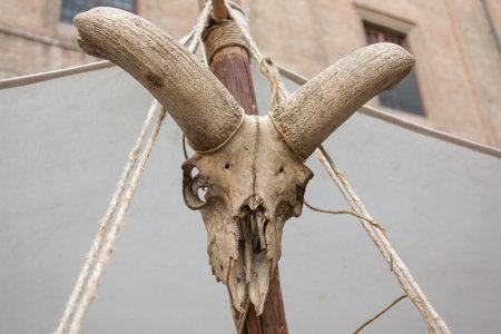 Animal Stuffed Skull with White Horns Hanged on Wooden Pole with Ropes.の写真素材