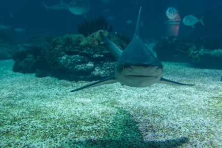 Real Shark Underwater in Blue Natural Aquarium.の写真素材