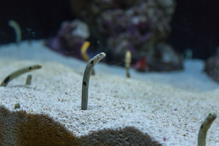 Spotten Garden Eel Rising from Burrow inside Marine Aquarium.の写真素材