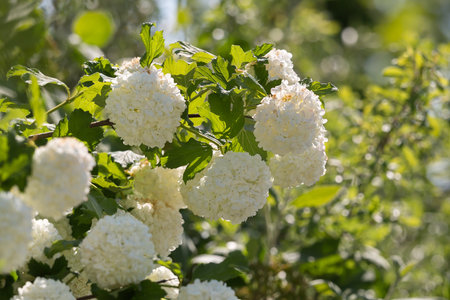 Ornamental Plant Snowball Viburnum White Flowers and Green Leaves