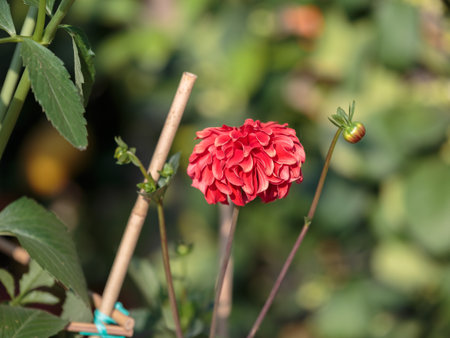 Beautiful Red Dahlia Flower in a Garden.の写真素材