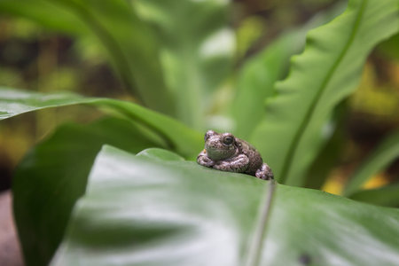 Little Toad on Green Leaf, Nature and Animals Theme
