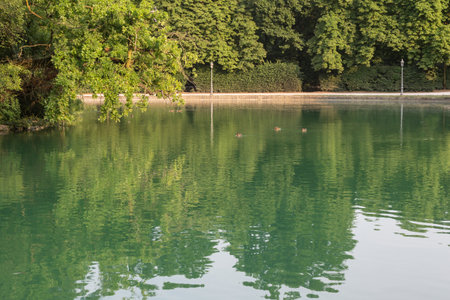 Lake with Green Water and Gray Ducks, Trees inside.の写真素材