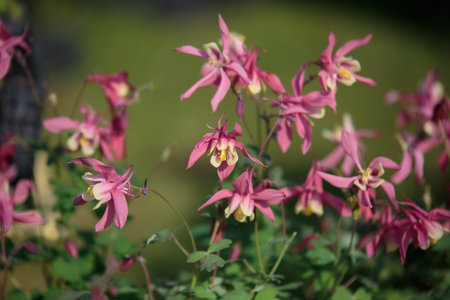 Beautiful Pink Flowers with Four Petals in a Garden.の写真素材