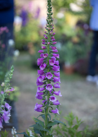 Digitalis Purpurea Flower -Purple Foxglove- in bloom, Scrophulariaceae Family.の写真素材