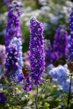 Purple Vertical Flowers: Antirrhinum Majus in a Garden.の写真素材