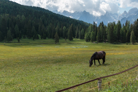 Black Horse Pasturing in Grazing Lands: Italian Dolomites Alps Scenery near Misurina Lakeの写真素材