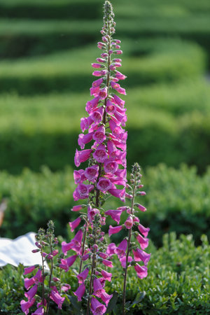 Digitalis Purpurea Flower -Foxglove- in bloom, Scrophulariaceae Family.