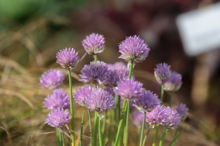 Beautiful Evergreen Pink Flowers in a Garden.の写真素材