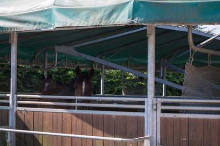 Roofed Horse Walker: Equestrian Circular Structure in a Farm.のeditorial素材
