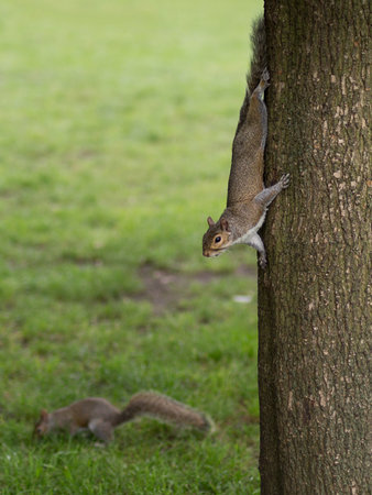 Two Squirrels: One Coming Down from the Tree and the Other on the Lawn.の写真素材
