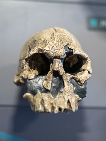 Reconstruction of a Human Skull of Prehistoric Ages.
