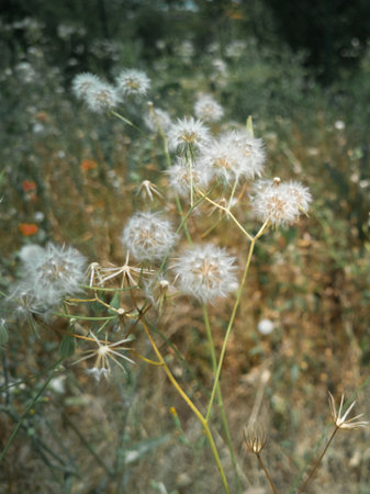 White Dandelions in Green Field, Flowers Theme.