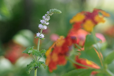 Yellow, Orange and Red Flower Lantana Camara: Beautiful Flowering Plant.