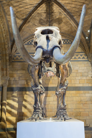Model Giant Mammoth inside Natural History Museum in London.のeditorial素材