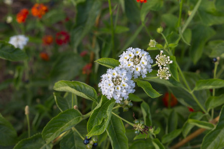 White Flower Lantana Camara: Beautiful Flowering Plant.の写真素材