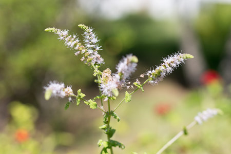 Group of Actaea racemosa Flowers: White Efflorescence.の写真素材