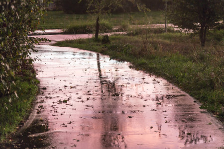 Wet Sidewalk, with a Purple Color Reflected from the Sky and with Dry Leaves after a Storm.の写真素材