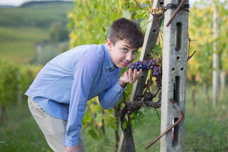 Boy with a Bunch of Black Grapes hanging in a Vineyard in Tuscany Hills, Italy.