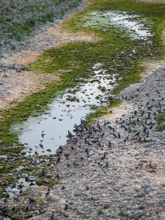 White Egrets and Pigeons Drinking in the Dry Riverbed.