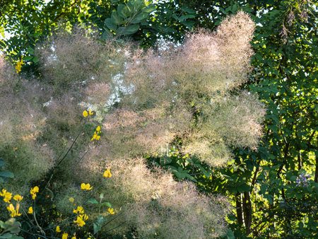 Cotinus, the Smoketree or Smoke Bush, a flowering Plant lit by the Rays of the Sun.