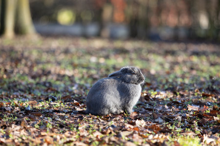 Small Gray Rabbit outside among the Leaves.