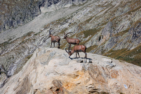 Fake Ibex of the Alps on the Rocks of the Italian Mountain Alps in Summer Day.の写真素材
