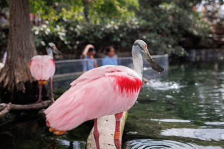 Roseate Spoonbill, Platalea ajaja, a Gregarious Wading Bird of the Ibis and Spoonbill Family and from Threskiornithidae Family.の写真素材