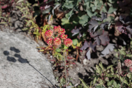 Yellow and Red Flower with Many Small Petals Growing in the Italian Alps.