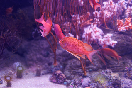 Pink Fishes and Corals inside a Big Blue Aquarium Tank.の写真素材