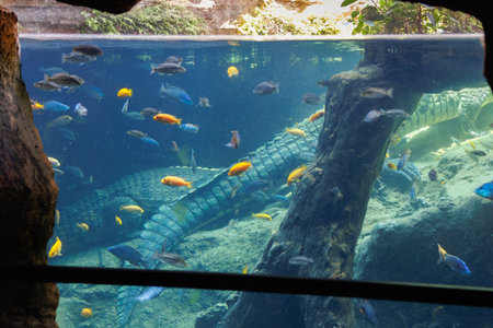 Fishes and Corals inside a Big Blue Aquarium Tank, in the background Crocodilesの写真素材