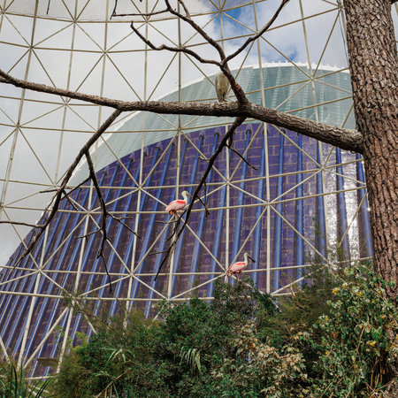 Roseate Spoonbill, Platalea ajaja, a Gregarious Wading Bird of the Ibis and Spoonbill Family and from Threskiornithidae Family inside Big Aviary for Birds.の写真素材