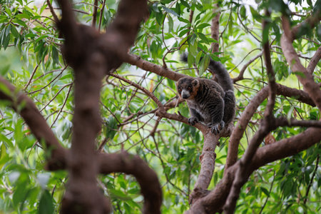 Lemur with Gray Fur above a Tree Branch.