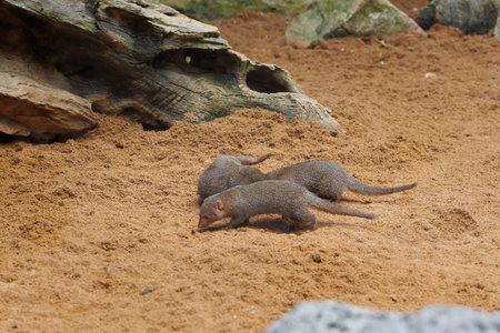 Dwarf Mongooses Scurrying Fast in its Natural Environment in search of Food.の写真素材