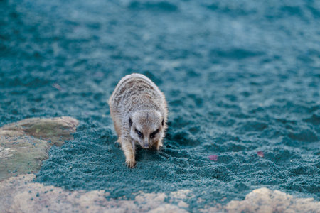 Banded Mongoose Scurrying Fast in its Natural Environment in search of Food.の写真素材