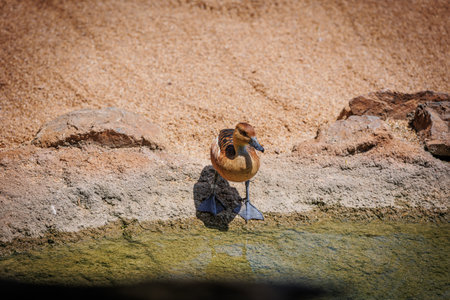 The Ferruginous Duck - Aythya nyroca - a ferruginous Pochard near Small Lake.の写真素材