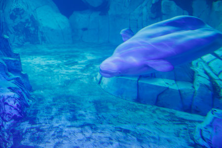 The Beluga Whale, White Whale or Delphinapterus leucas is an Arctic and sub-Arctic Cetacean in the family Monodontidae in the Aquarium.の写真素材