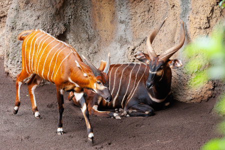 The Eastern Bongo - Tragelaphus eurycerus - an herbivorous nocturnal forest Ungulate with Striking Reddish-brown Coat and Spiraled Horns.の写真素材