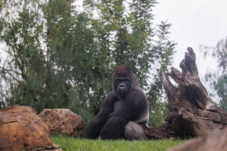 Western Lowland Gorilla on the Grass.の写真素材