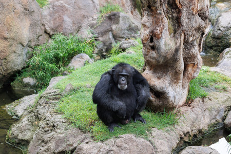 Splendid Exemplar of Monkey in a Naturalistic Environment.の写真素材