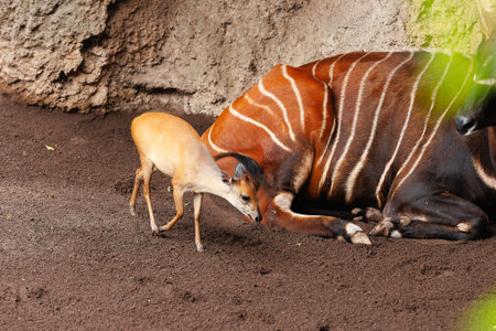 Young Eastern Bongos - Tragelaphus eurycerus - an herbivorous nocturnal forest Ungulate with Striking Reddish-brown Coat and Spiraled Horns.の写真素材