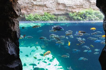 Fishes and Corals inside a Big Blue Aquarium Tank.の写真素材